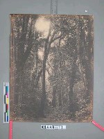臺南州嘉義郡番地阿里山河合溪 (阿里山溪) 闊葉樹林藏品圖，第2張